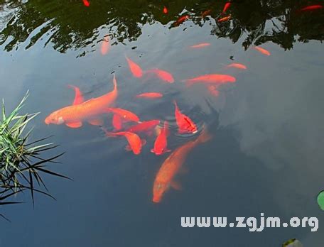 夢見水中有魚|夢見水中有魚